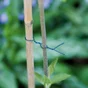 Fil de fer pour arbres, NORTENE, 25 m