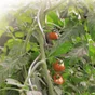 Tuteur tomate spirale NORTENE H.1.80 m