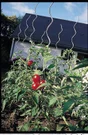 Tuteur tomate spirale NORTENE H.1.80 m
