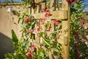 Panneau treillis bois ajouré Treillis Sevilla FOREST STYLE FOREST STYLE, l.180 x H.180 cm, beige