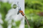 Sélecteur Nez De Robinet Automatique 20/27 Mm Gardena