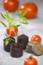 25 Pastilles En Tourbe Nortene