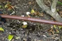 Tuyau Perçé Avec Goutteur Intégré Geolia Geo4090 L.25 M Diam..13.6 Mm
