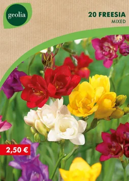20 Freesias Doubles Mélange 5/+ Geolia