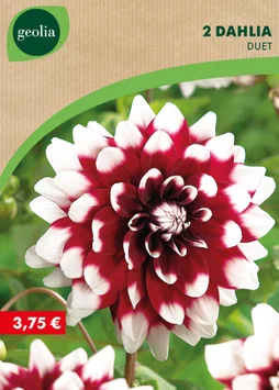 2 Dahlias Déco Duet N°I Geolia Rouge Blanc