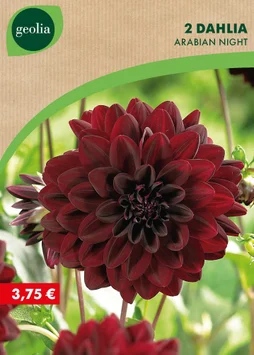2 dahlias décoratifs arabian night n° i pourpre