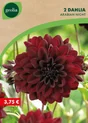 2 dahlias décoratifs arabian night n° i pourpre