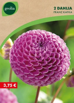 2 dahlias pompons franz kafka n° i rose