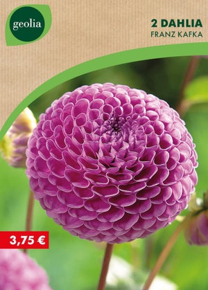2 dahlias pompons franz kafka n° i rose