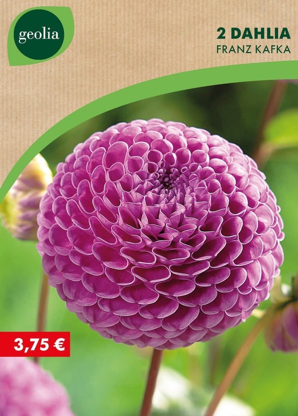2 dahlias pompons franz kafka n° i rose