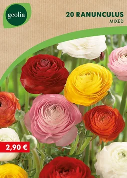 20 renoncules mélange 5/6 mélange