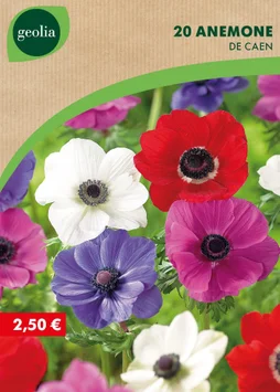 20 Anémones De Caen Mélange 6/7 Geolia