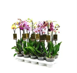 Phalaenopsis Hauteur À Maturité 60 Cm