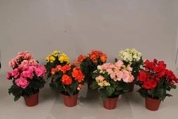 Begonia Plusieurs Couleurs