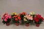 Begonia Plusieurs Couleurs