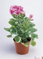 Géranium Zonal, Pot De 10,5 Cm