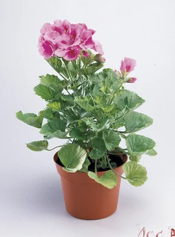 Geranium Lierre Double 10.5Cm H20Cm