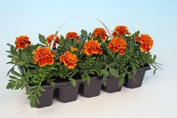 Oeillet Inde Pot7Cm H15Cm Barquette 10