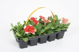 Petunia Pot7Cm H15Cm Barquette 10