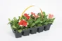 Petunia Pot7Cm H15Cm Barquette 10