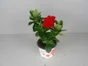 Dipladenia Pot11Cm H25Cm
