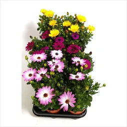 Osteospermum Pot11Cm H25Cm