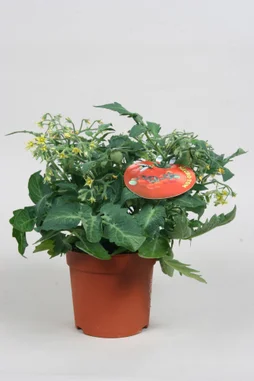 Tomate Cerise En Pot