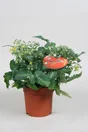 Tomate Cerise En Pot
