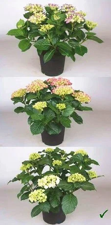 Hortensias Buisson Hydrangea Pot De 3 L