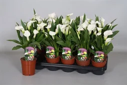 Arum Blanc Pot 13Cm H35Cm