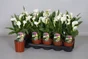 Arum Blanc Pot 13Cm H35Cm