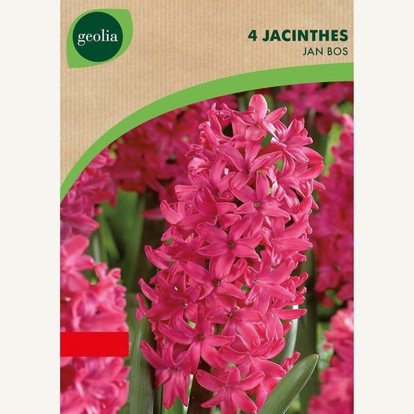 4 Jacinthes Jan Bos 16/17 Rose