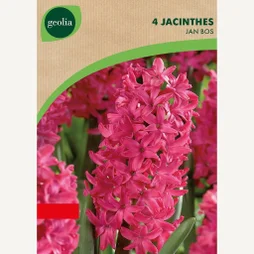 4 Jacinthes Jan Bos 16/17 Rose