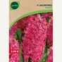 4 Jacinthes Jan Bos 16/17 Rose