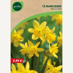 12 Narcisses Bot Tête À Tête 10/11 Jaune
