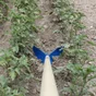Butteur-rayonneur cultivateur acier REVEX manche bois L.150 cm