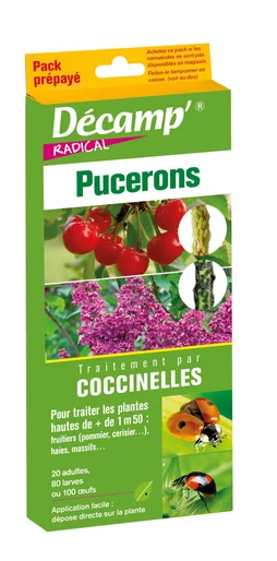 Traitement antipucerons par coccinelles,100 œufs, 80 larves ou 20 adultes