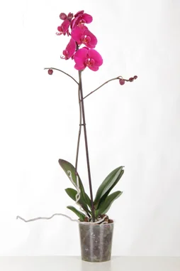 Phalaenopsis 1 Tige, H.60 Cm, Diam.12 Cm