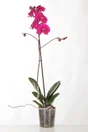 Phalaenopsis 1 Tige, H.60 Cm, Diam.12 Cm