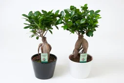 Ficus Ginseng En Pot, H.40 Cm, Diam.13 Cm