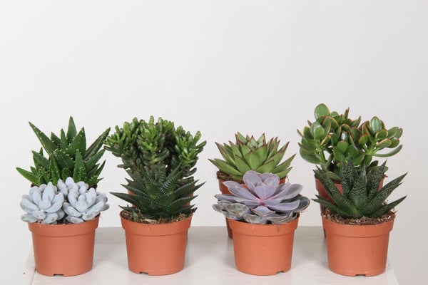 Plantes Succulentes Mixtes , H.20 Cm, Diam.12 Cm
