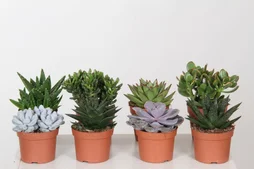 Plantes Succulentes Mixtes , H.20 Cm, Diam.12 Cm
