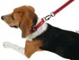 Collier chien reglable Moov 20 mm  rouge