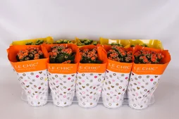 Kalanchoe Orange, H.23 Cm, Diam.11 Cm