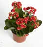 Kalanchoe Orange, H.23 Cm, Diam.11 Cm