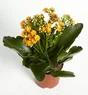 Kalanchoe Orange, H.23 Cm, Diam.11 Cm