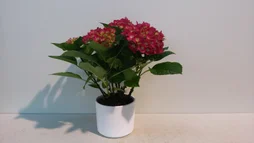 Hortensia Rose En Cache-Pot Blanc, H.40 Cm, Diam.14 Cm