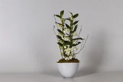 Dendrobium Blanc En Cache-Pot Verre Blanc, H.55 Cm, Diam.12 Cm