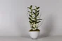Dendrobium Blanc En Cache-Pot Verre Blanc, H.55 Cm, Diam.12 Cm
