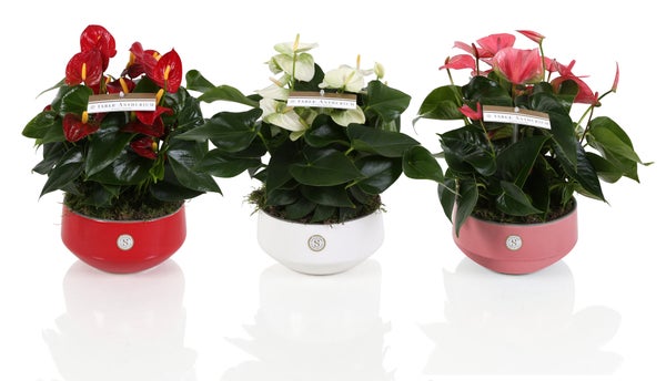 Anthurium Multicouleur En Cache-Pot Céramique Ton Sur Ton, H.30 Cm, Diam.17 Cm